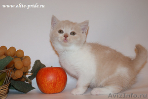 Продажа котят от питомника Elite Pride - Изображение #2, Объявление #553977