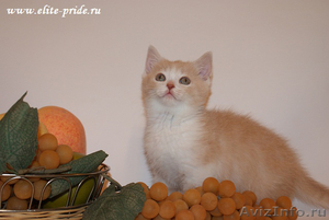 Продажа котят от питомника Elite Pride - Изображение #3, Объявление #553977