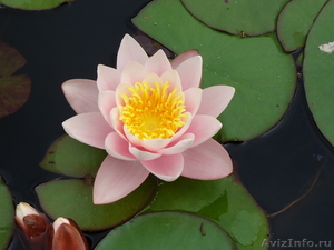 Водная лилия(нимфея) розовая - Изображение #1, Объявление #557528