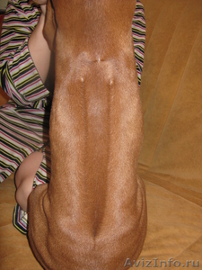 предлагаю щенка родезийского риджбека - Изображение #2, Объявление #604822
