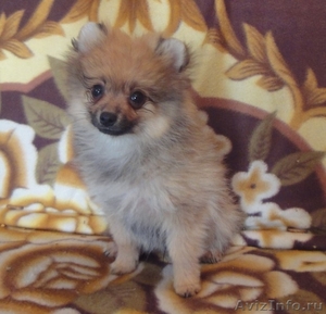 Продается щенок немецкого померанского шпица - Изображение #1, Объявление #672547