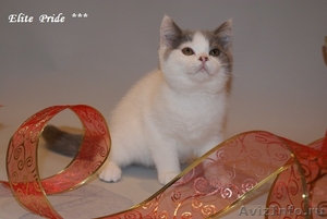 Котята редких окрасов на продажу - Изображение #3, Объявление #695170