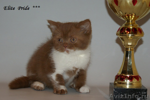 Котята редких окрасов на продажу - Изображение #2, Объявление #695170