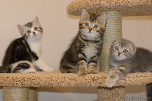 Продаются шотландкие короткошерстные котята - Изображение #3, Объявление #720349