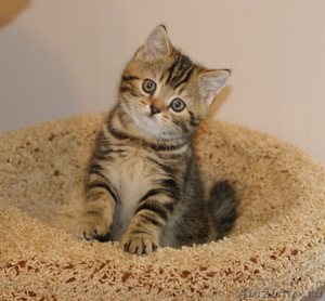 Продаются шотландкие короткошерстные котята - Изображение #2, Объявление #720349