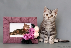 Британские мраморные пятнистые котята - Изображение #1, Объявление #60165