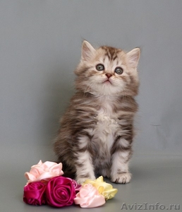 Британские мраморные пятнистые котята - Изображение #2, Объявление #60165