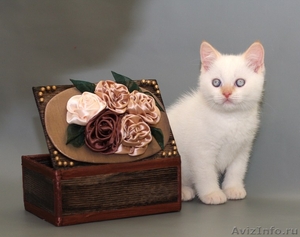 Британские мраморные пятнистые котята - Изображение #3, Объявление #60165