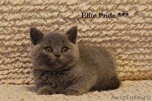 Продажакотят от питомника Elite Pride - Изображение #1, Объявление #626681