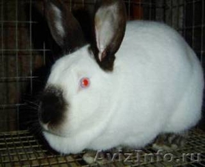 Кролики калифорнийские и новозеландские - Изображение #1, Объявление #1211762
