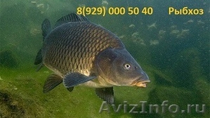 Рыбхоз Корочанский продаст живую рыбу - Изображение #1, Объявление #1589965